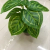 Nine green peacock leaves Specification image
